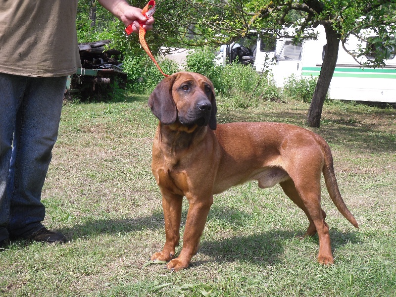 Parmi les animaux domestiques, les chiens sont les plus proches de l’homme. Ils ont également de l’utilité par rapport aux autres. C’est à cette vision que la pratique d’élevage
