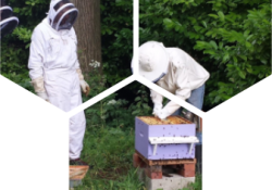 Pourquoi apprendre l'apiculture ?