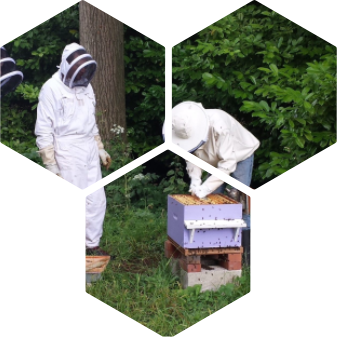 Pourquoi apprendre l'apiculture ?